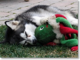 Roxie napping with toy